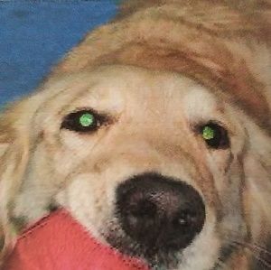 Meet your Posher, Peter